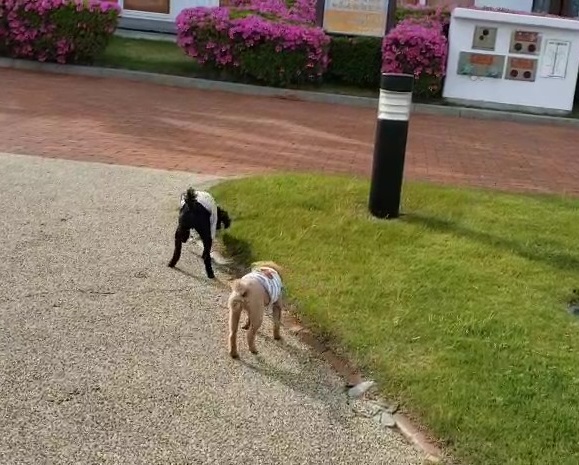 散歩 自粛